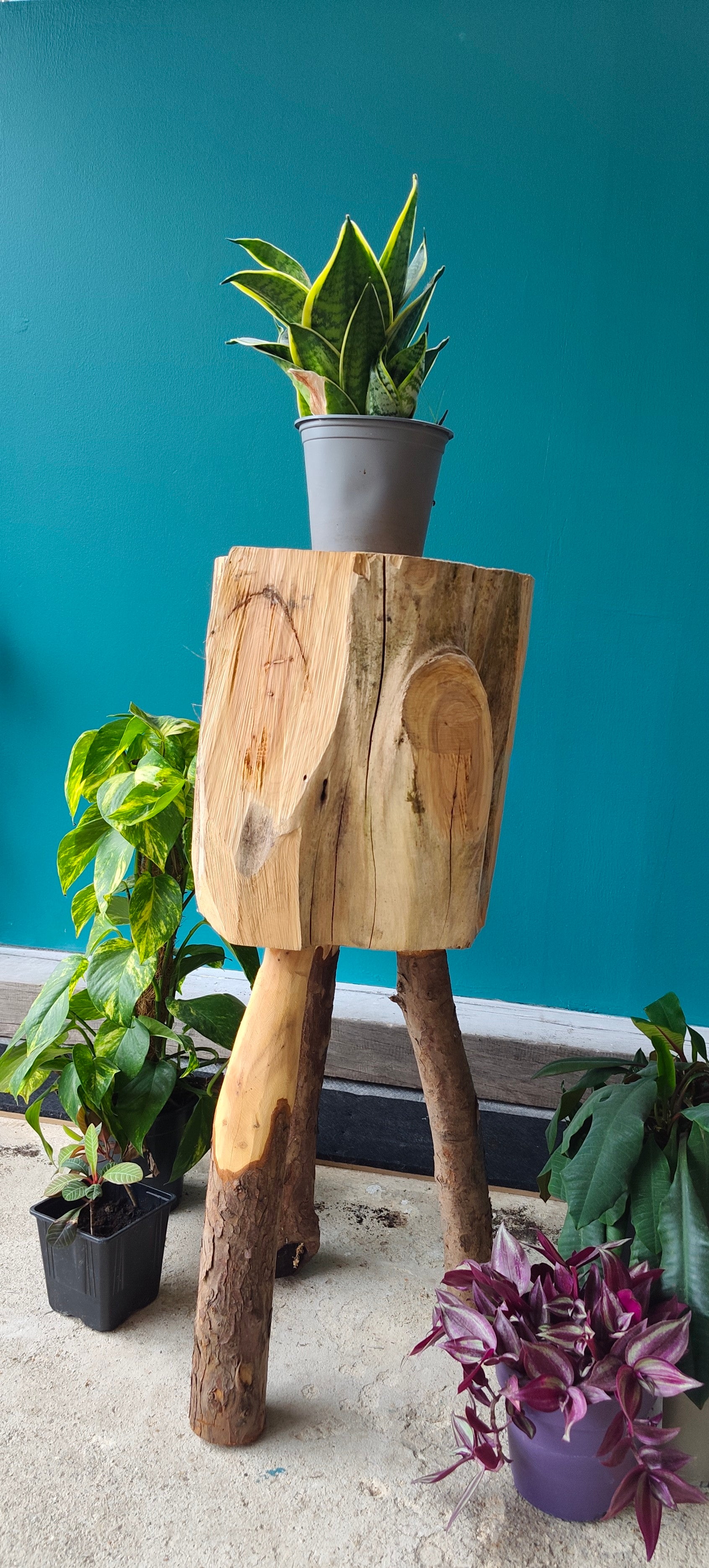 Wooden plant stand with a potted plant against a teal wall